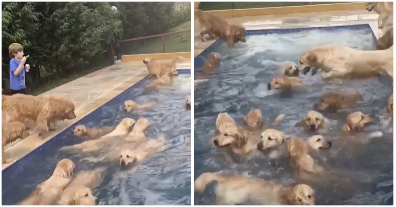Golden Retriever Pool Party At Dog Spa In Brazil