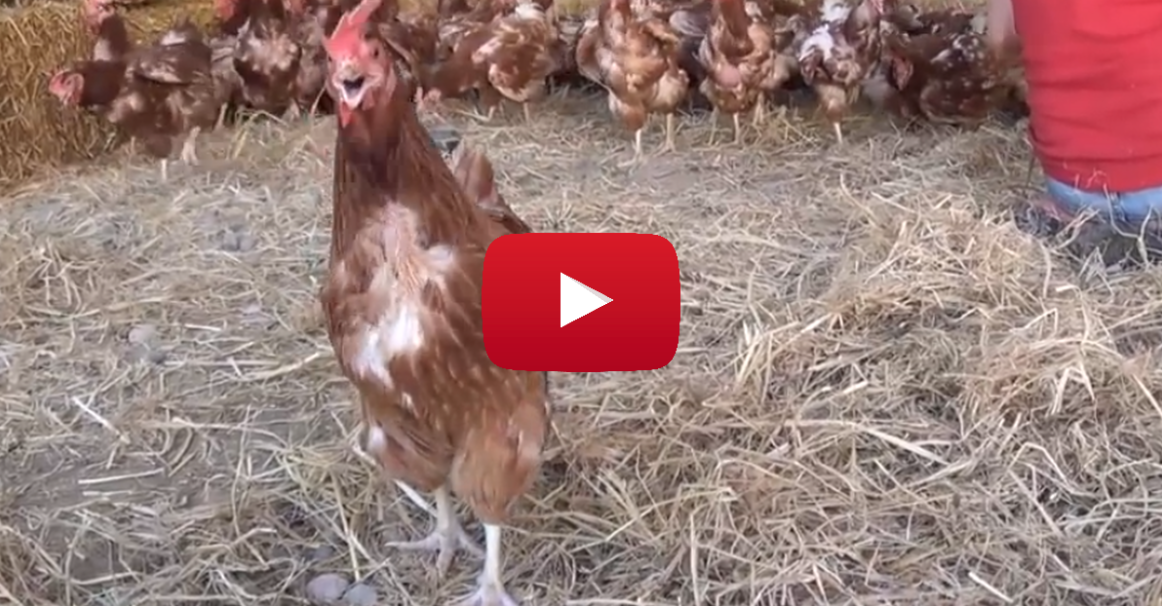 These Abused Hens Are SO Happy To Be Rescued, They're Actually Smiling ...