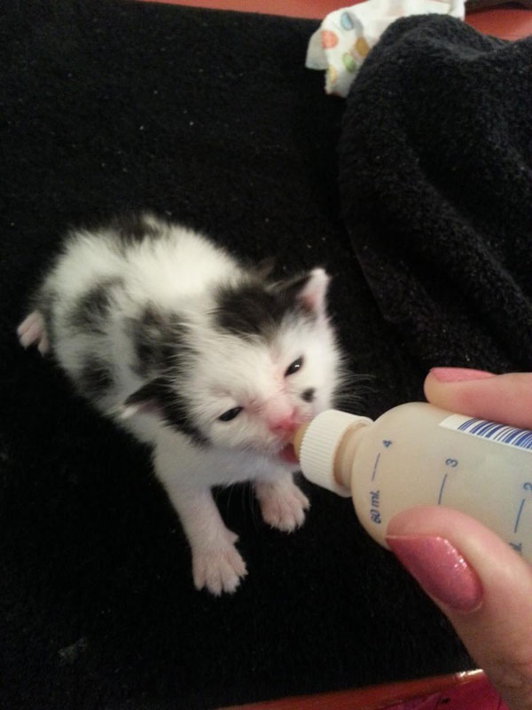 dog_rescues_kitten_12