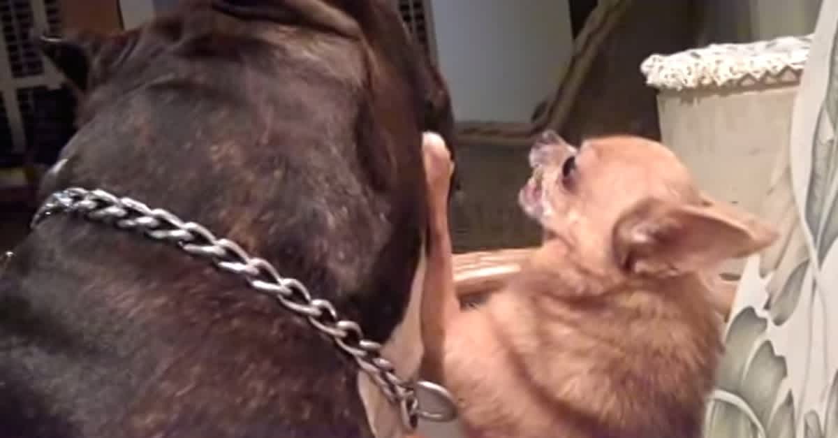 Dog Fights! - Chug vs. Chihuahua 