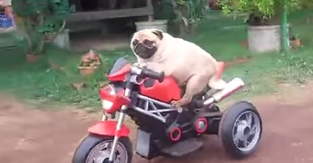 Pug on clearance a motorcycle