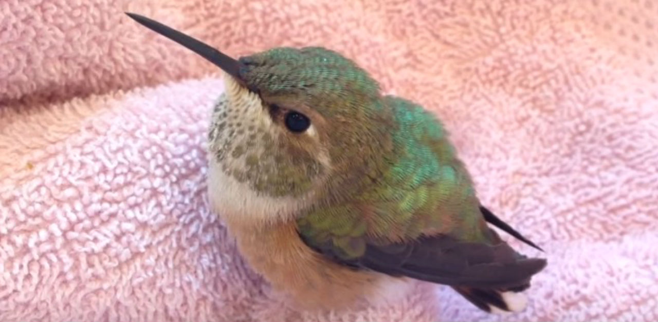 Exhausted Baby Hummingbird Can Barely Squeak, Now Watch What Perks Her