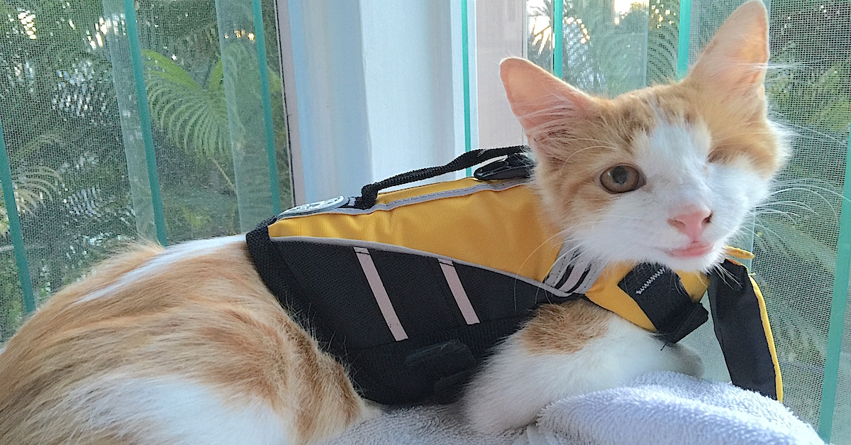 They Dress Their OneEyed Rescue Cat In A Life Jacket. The Reason