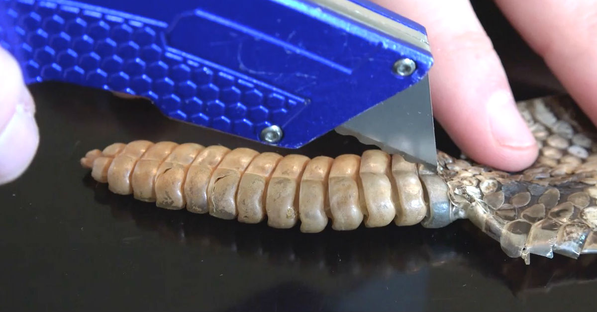 Father And Son Slice Into A Real Rattlesnake Tail To Find Out What's