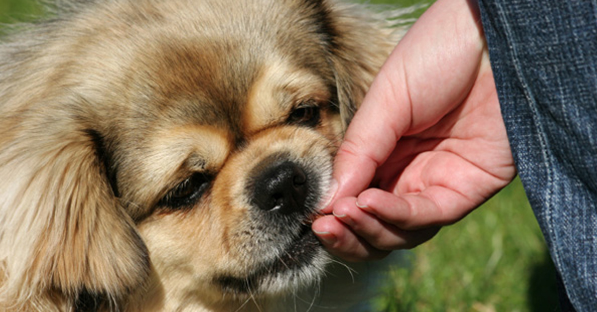 Whats In Peanut Butter That Kills Dogs