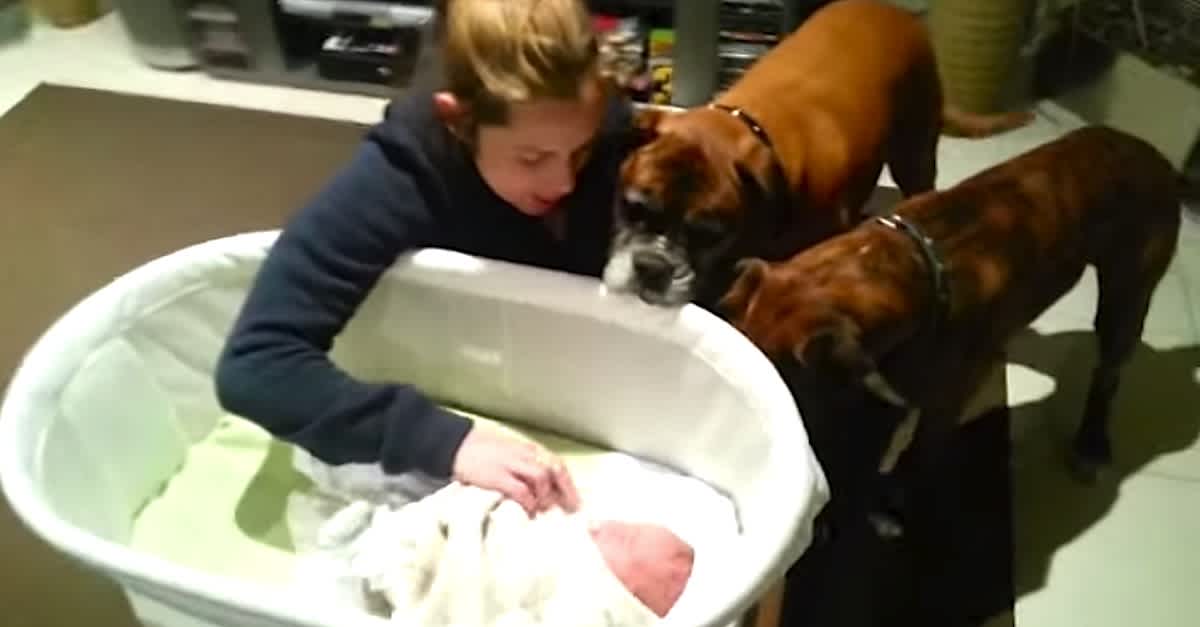 New Parents Capture The Incredible Moment Their 2 Dogs Meet Their Baby  Sister For The First Time | LittleThings.com