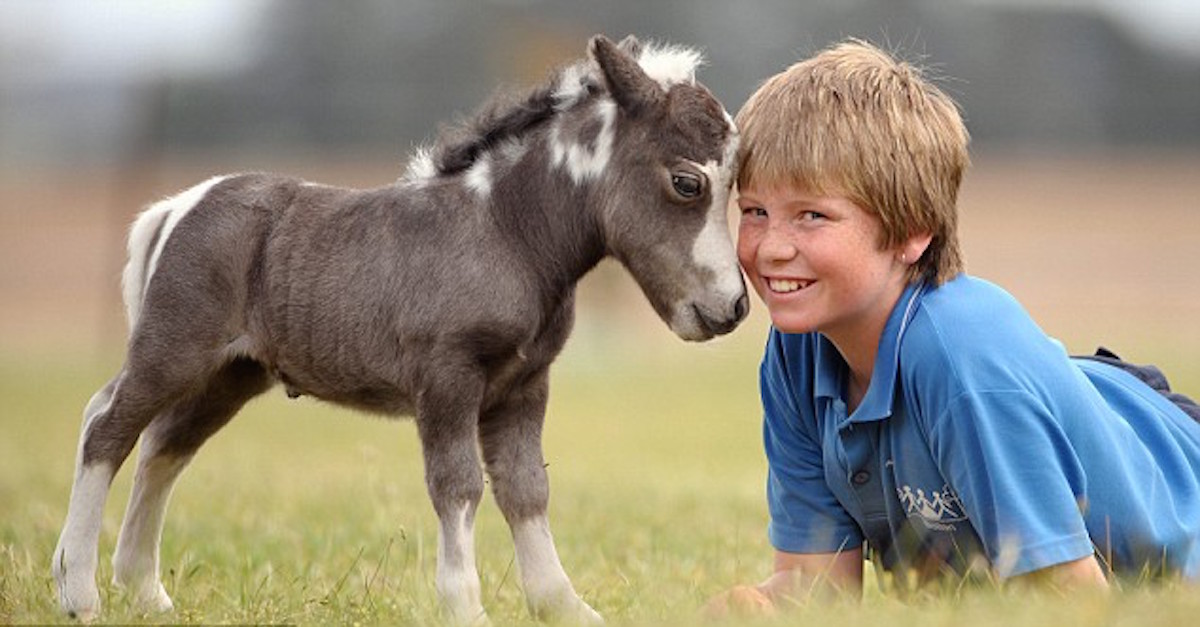 This Boy's Mini Horse Might Be The TINIEST Ever. When I Saw Her, I FAINTED!