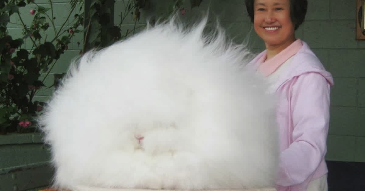 Angora wool: is it ever ethical?