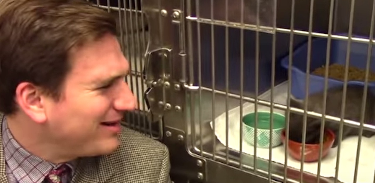 Low Budget Hysterical Shelter Commercial Steals The Hearts Of Animal Lovers Everywhere Littlethings Com