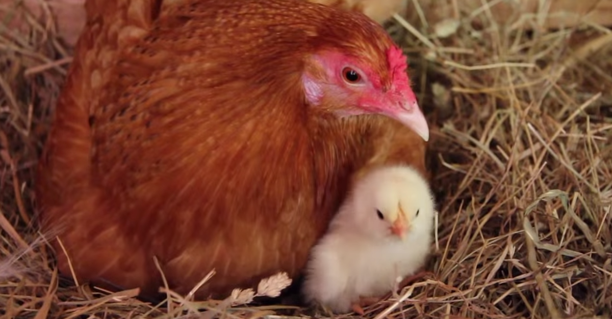 Mother Hen Watches Her Babies Miraculously Hatch Before Her Eyes