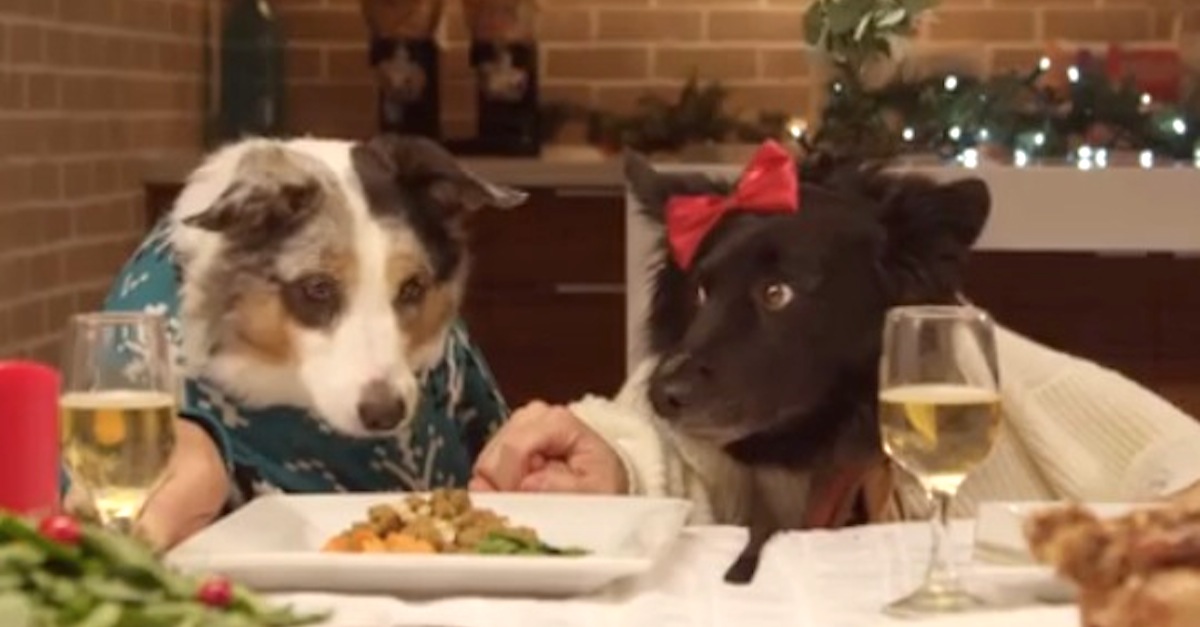 She Treated Her 13 Dogs and 1 Cat To A Holiday Dinner. Seconds Later