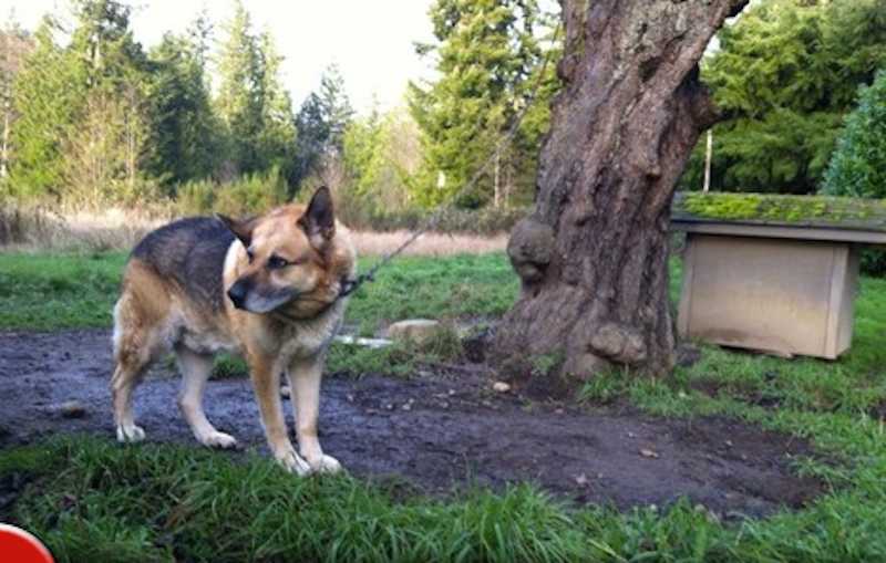 He Spent 13 Years Chained To A Tree But His Life Is So Much