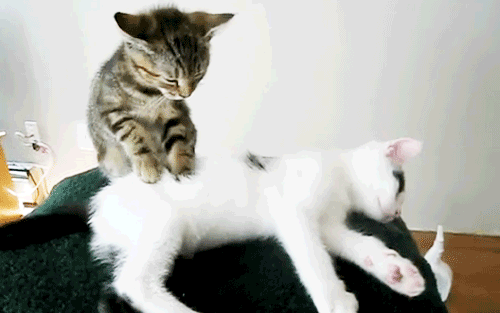 cutest-kitten-gifs-massage