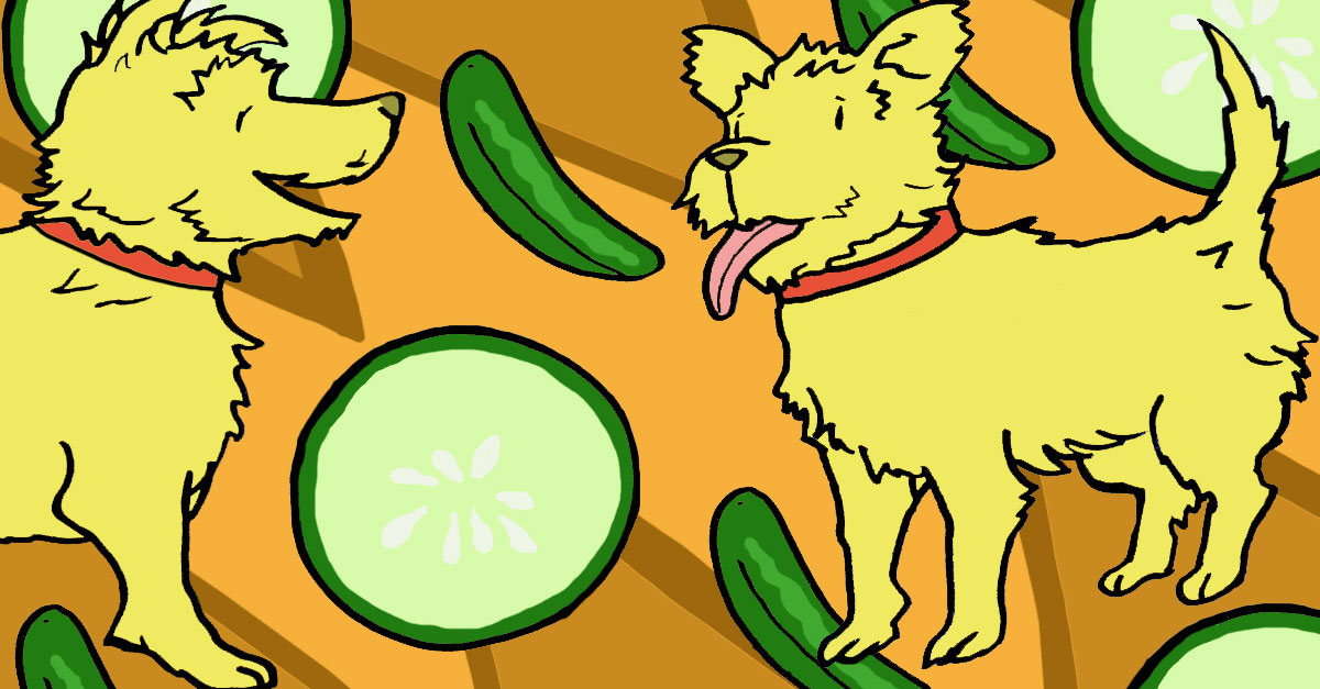 Can Cucumbers Give Dogs Diarrhea