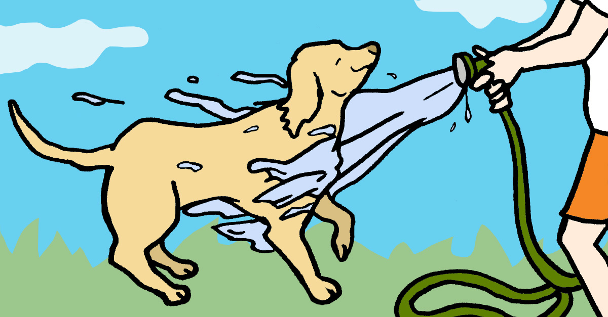 dog getting sprayed by hose