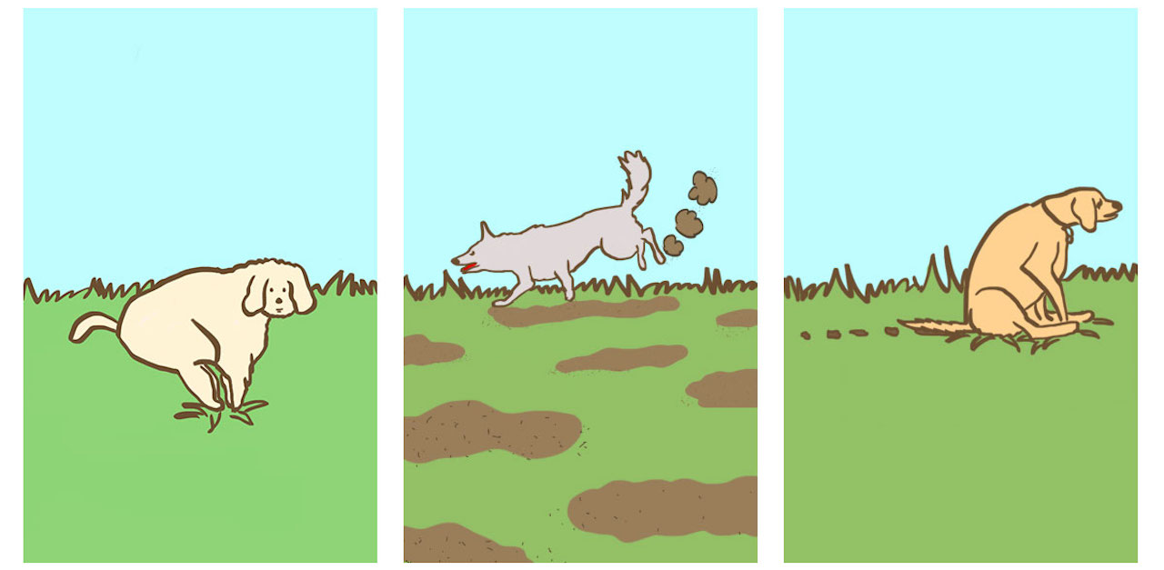 Why Dogs Watch You Poop