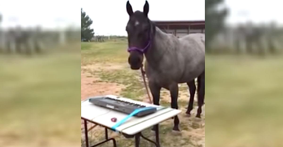 Mom Gives Her Horse A Keyboard, But Her Reaction? It's Going VIRAL