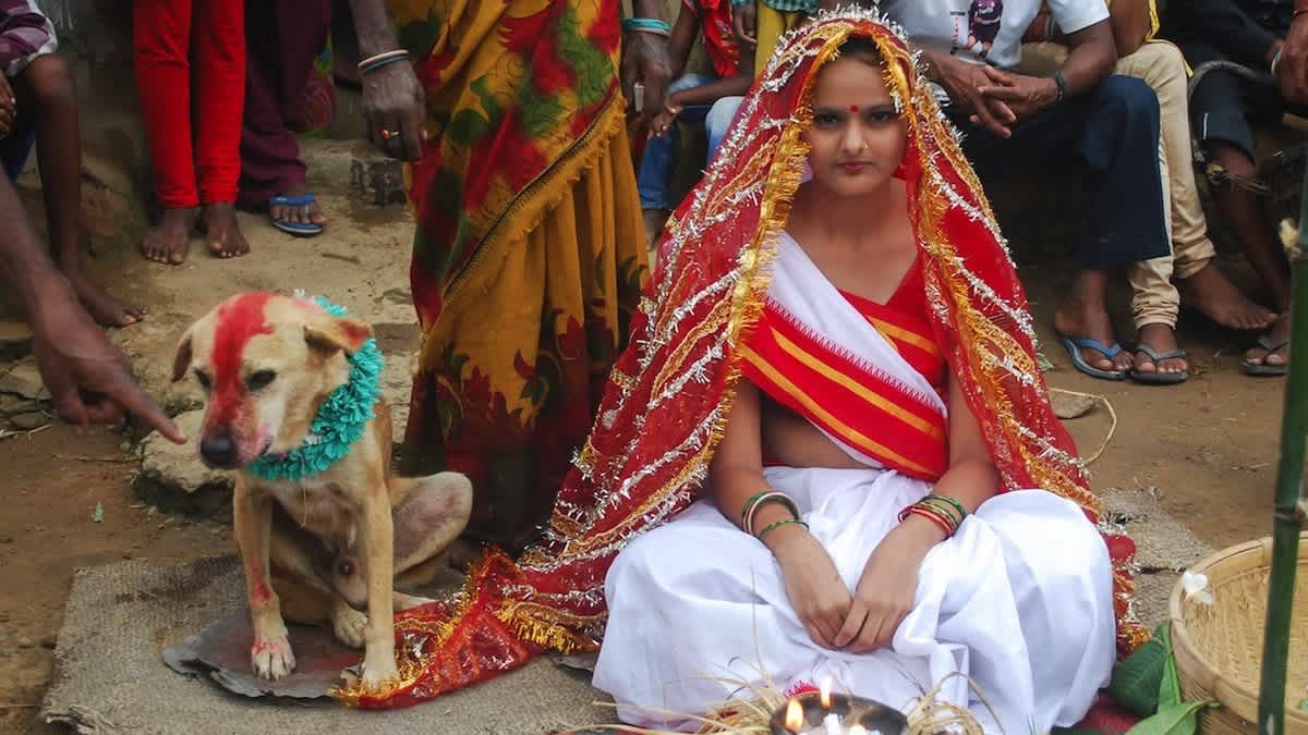 This Indian Girl Is Forced To MARRY A Stray Dog For The Strangest Reason  Ever. 