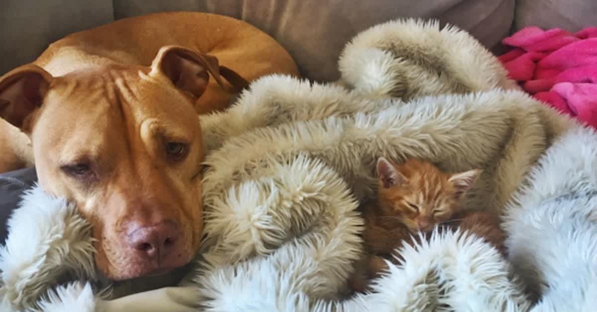 Pit Bull Surprises Everyone And Adopts This Baby Too Cute For Words Littlethings Com