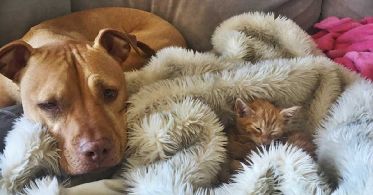 Pit Bull Surprises Everyone And Adopts This Baby Too Cute For Words Littlethings Com Pit Bull Surprises Everyone And Adopts This Baby Too Cute For Words Littlethings Com