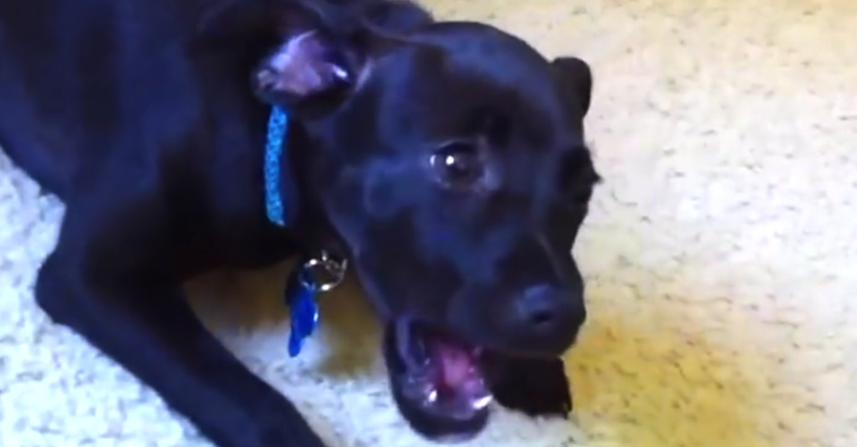 Puppy Throws The Most ADORABLE Temper Tantrum! Listen To Him Talk Back