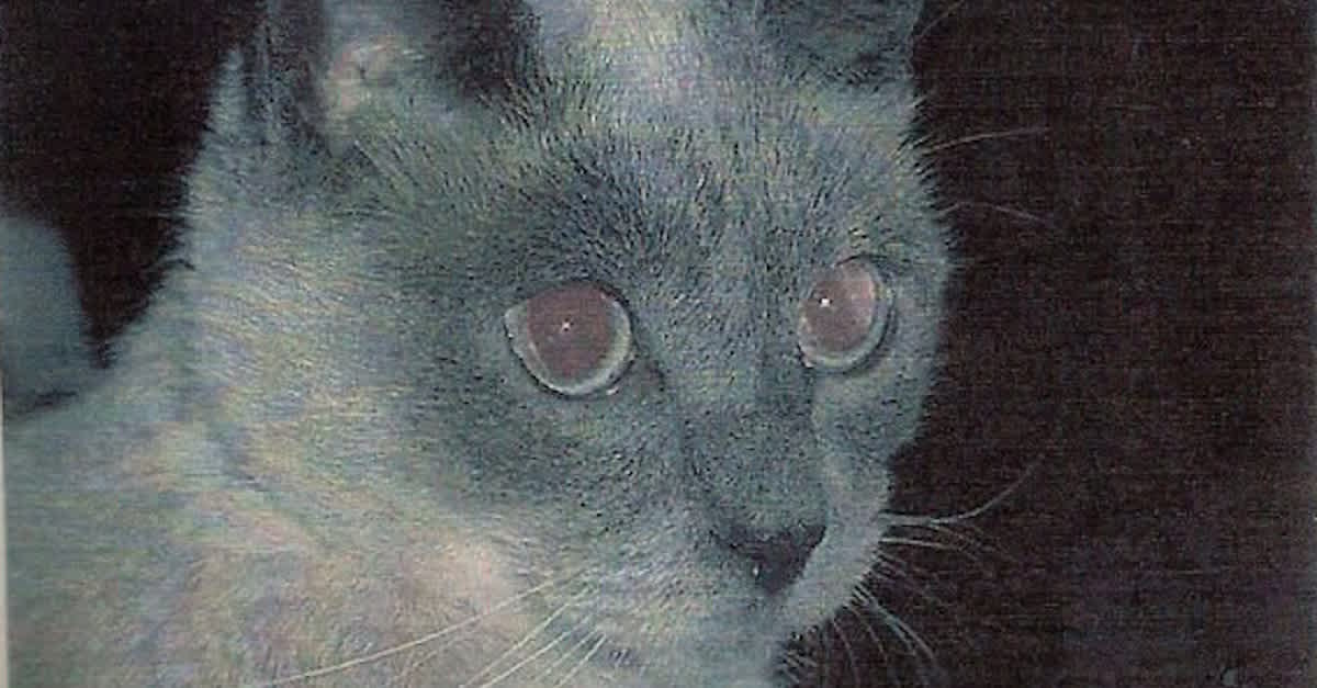 oldest cat scooter dies at age