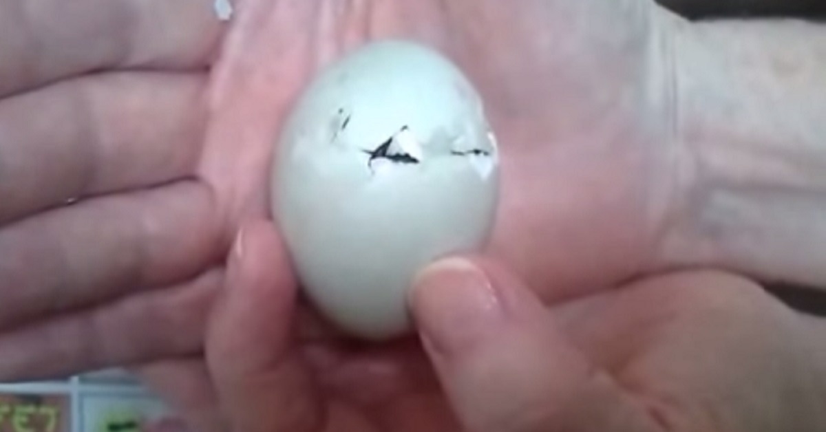A Family Finds An Abandoned Duck Egg On The Patio. When It Cracks