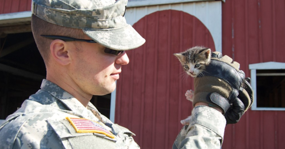 cat stacks soldier boy cat stacks soldier boy
