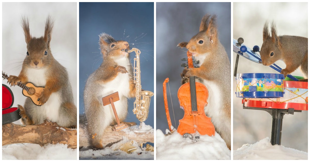 Clever Photographer Creates An All-Squirrel Band Using A Hidden Studio ...