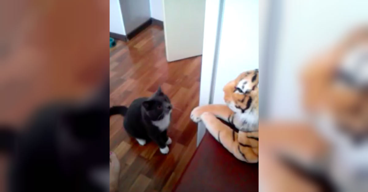 cat fighting stuffed tiger