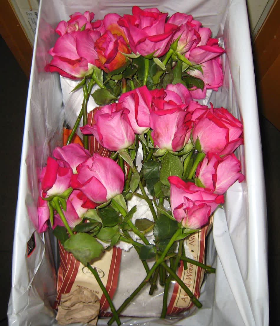 valentines horror rose trash valentines horror rose trash