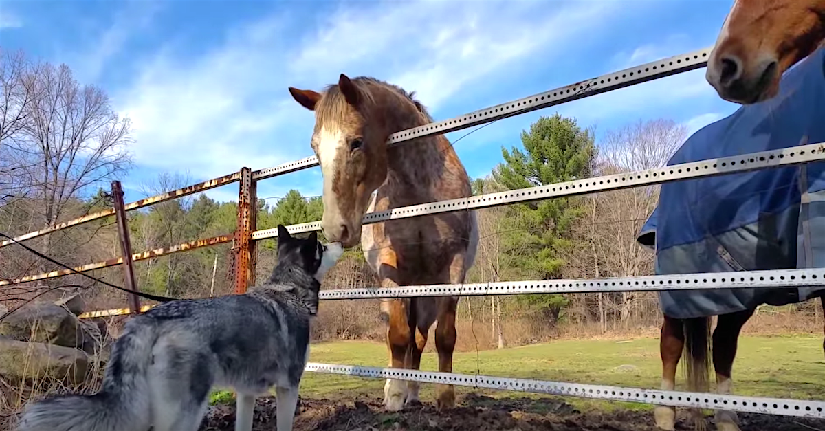 A Husky Walks Up To A Pair Of Horses. Now Watch What The Husky Does