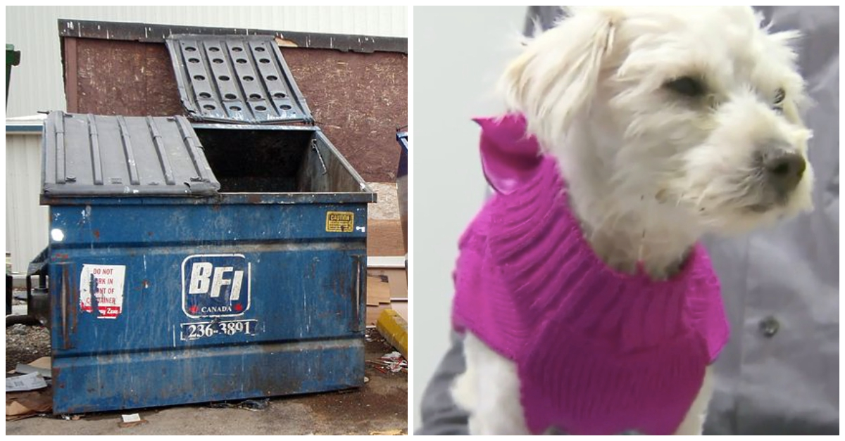Abused Dog Left To Die In Dumpster Finds Home For The Holidays