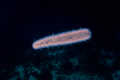 Planktonic Siphonophore in Tropical Pacific Ocean