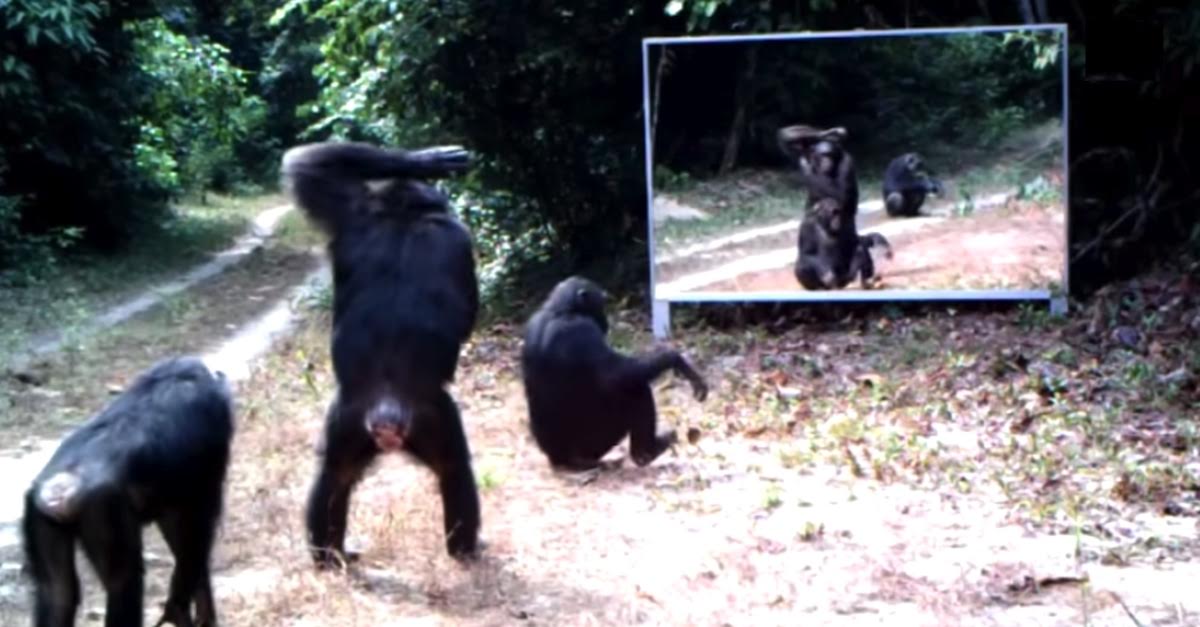 They Put A Mirror In The Jungle, Now Watch The Monkey In The Middle
