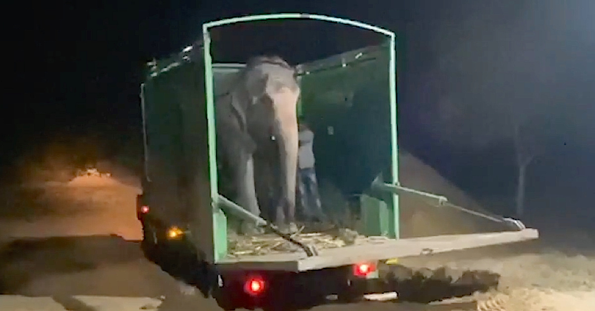 Blind Elephant Gets First Taste Of Freedom After Lifetime Of Abuse | LittleThings.com