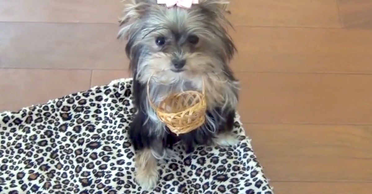 Misa minnie hot sale yorkie