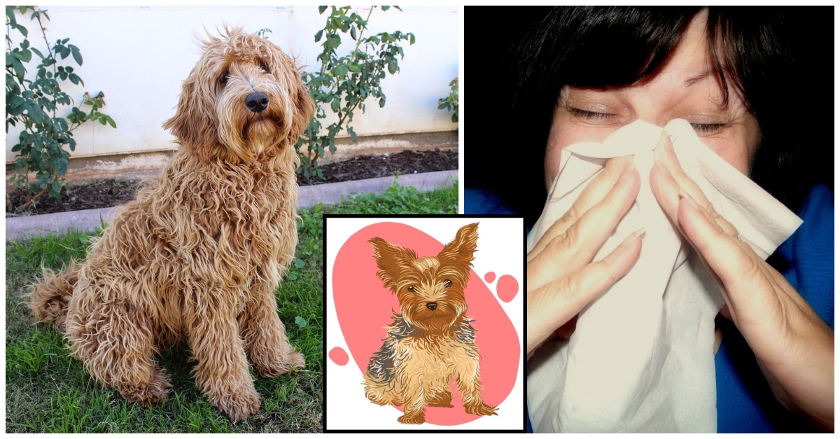 Hypoallergenic Dog Breeds For Allergy Sufferers To Consider