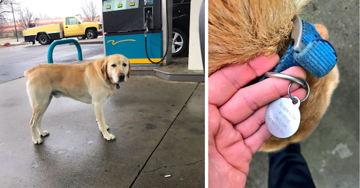 Dog Enjoying Adventure Meets Man At The Gas Station