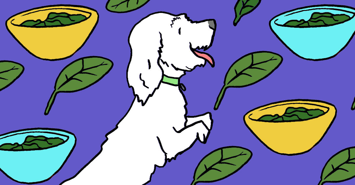 Can Dogs Eat Spinach? Here'S Everything You Need To Know | Littlethings.Com