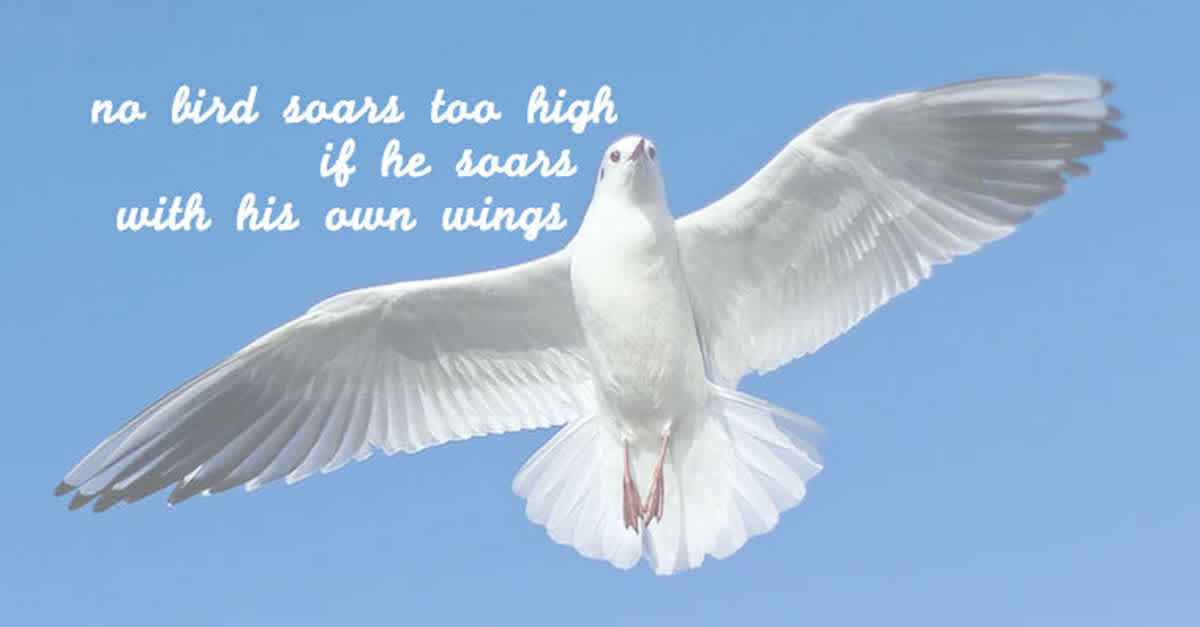 Quotes About Flying Like A Bird These Bird Quotes Will Help You Get Through Your Day | Littlethings.com Quotes About Flying Like A Bird These Bird Quotes Will Help You Get Through Your Day | Littlethings.com