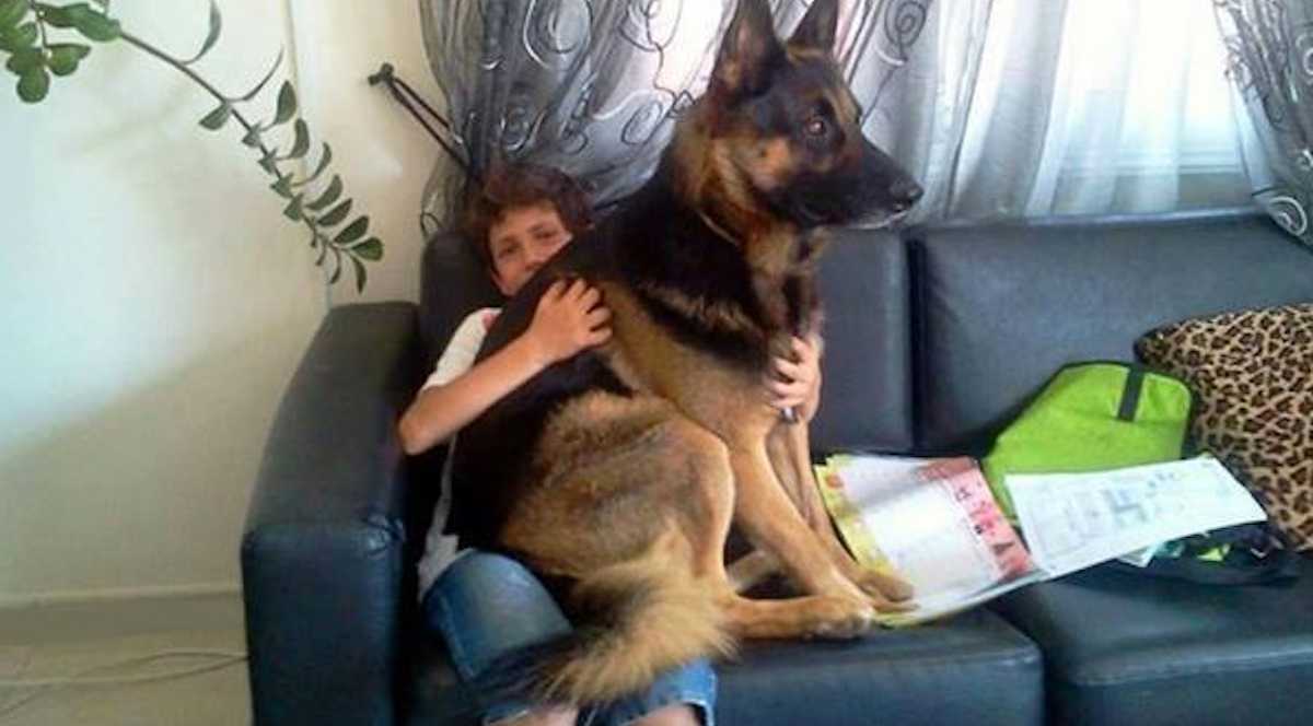 Dogs that think they are hot sale lap dogs