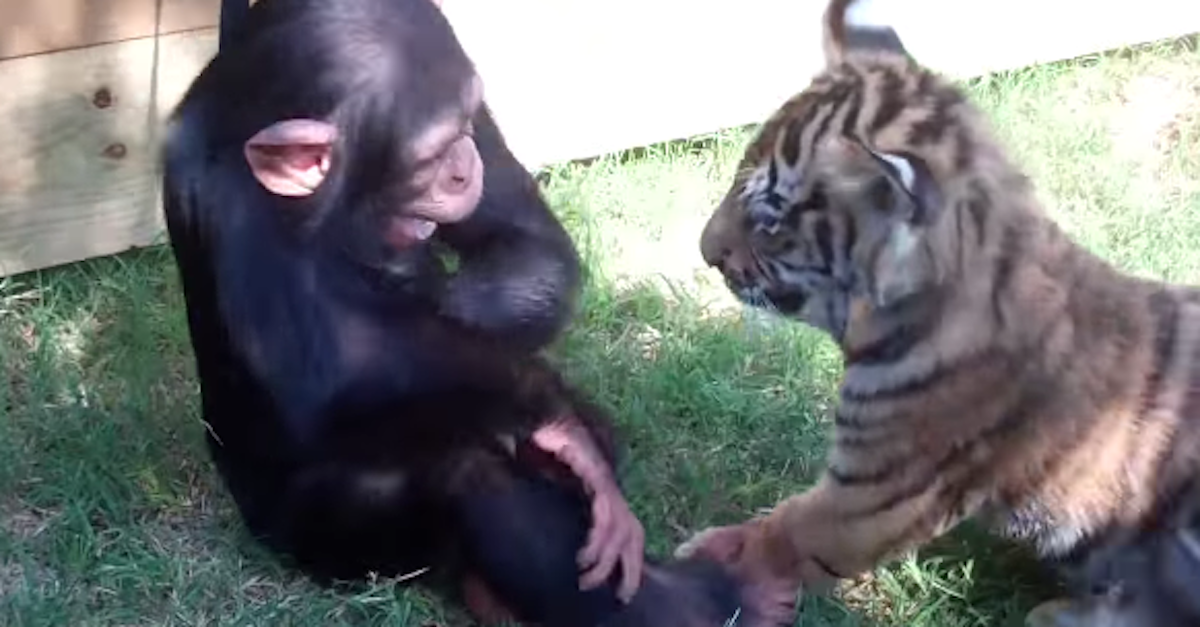 Watch: Baby Chimp Plays With Tiger Cubs, Trio Stuns Internet