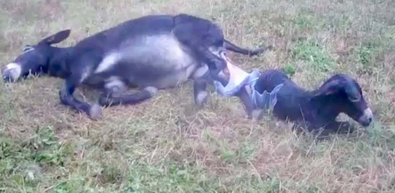 Pregnant Donkey Gives Birth To Newborn Baby