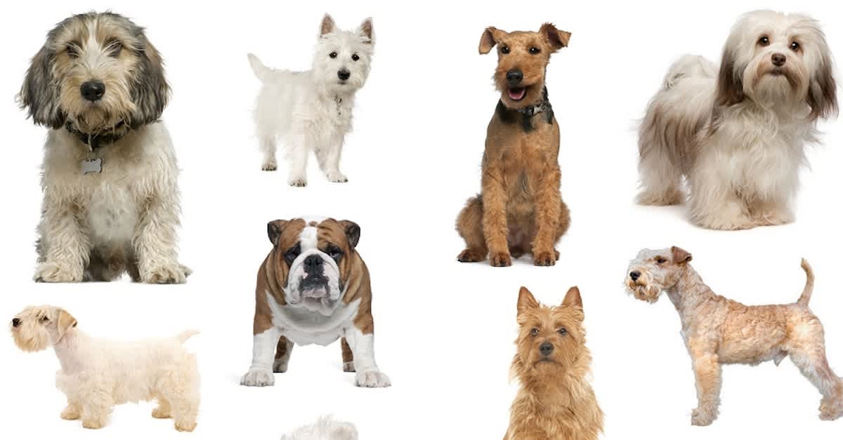 Dog Breed Quiz: What Dog Should I Get? – Forbes Advisor