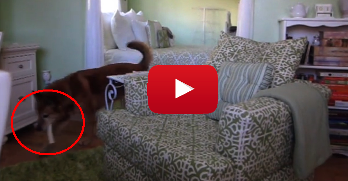 My Dog Keeps Hiding All His Bones, And It's The FUNNIEST Thing Ever!