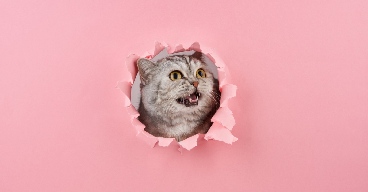 Cat Names For 2020 That Will Help You Always Remember This Year