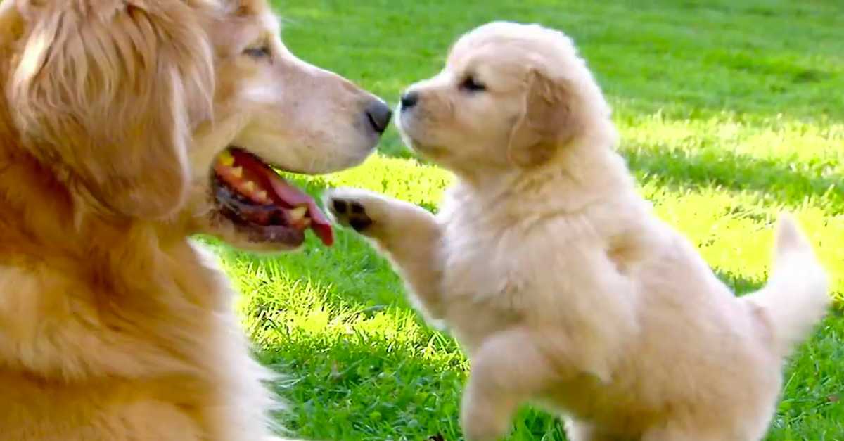 Ever Wondered Why People Love Goldens So Much The Answer May Surprise You Littlethings Com Ever Wondered Why People Love Goldens So Much The Answer May Surprise You Littlethings Com