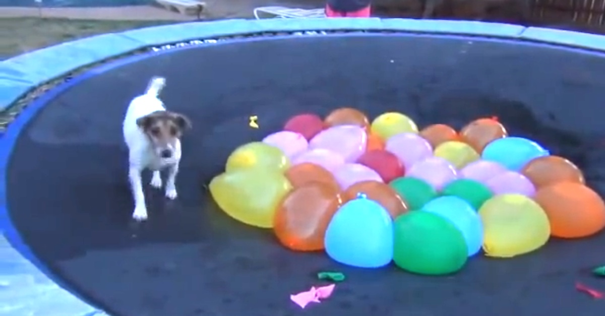 This Dog Got The Best Present Ever.. Now Watch What He Does With It! (The End Is Funny
