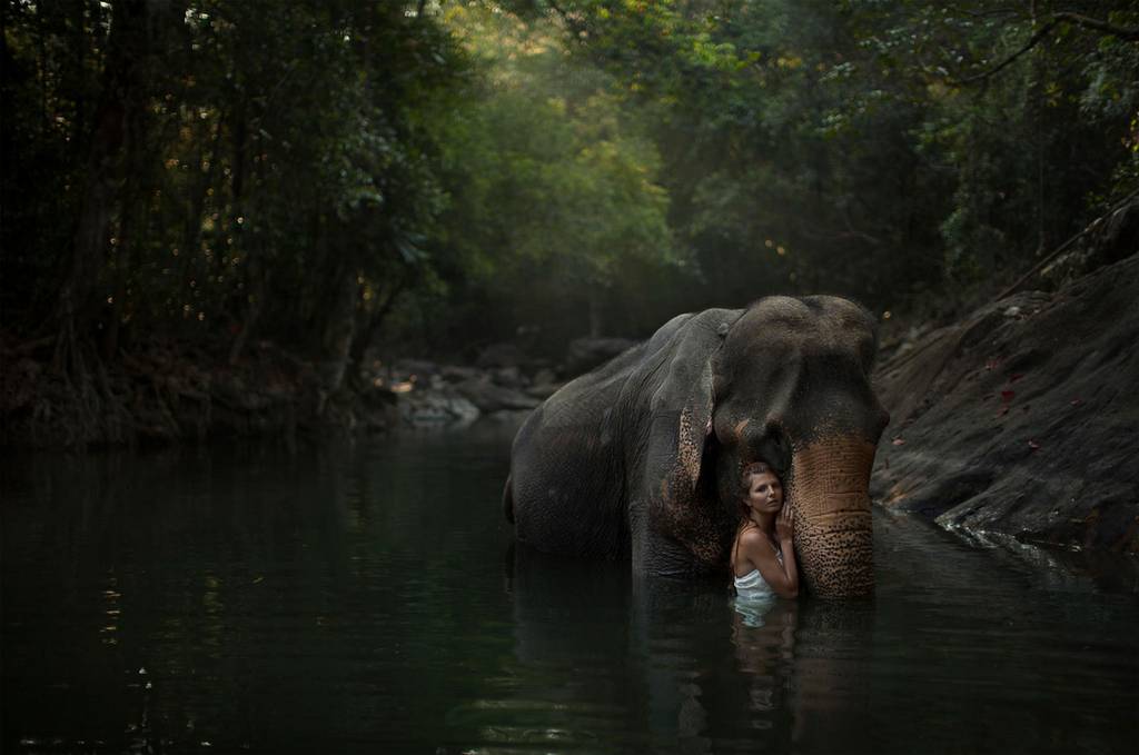 animals-1